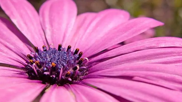 Pink Dark theme for Windows 11 Slideshow image 2