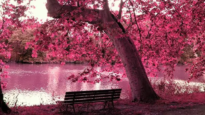 Pink Dark theme for Windows 11 Slideshow image 3