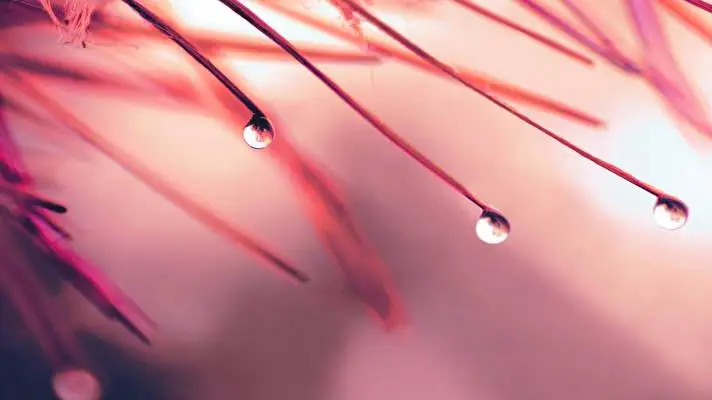 Pink Dark theme for Windows 11 Slideshow image 5