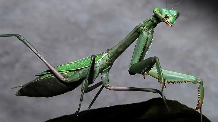 Praying Mantis theme for Windows 11 Slideshow image 1