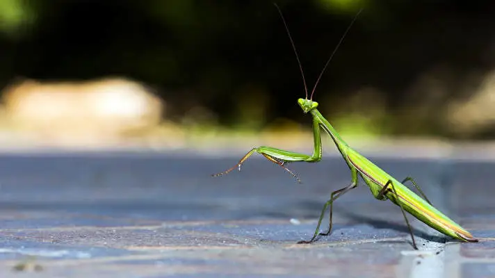 Praying Mantis theme for Windows 11 Slideshow image 2