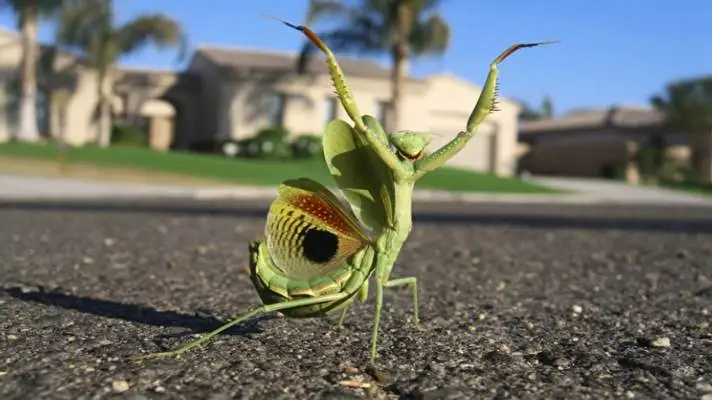 Praying Mantis theme for Windows 11 Slideshow image 3