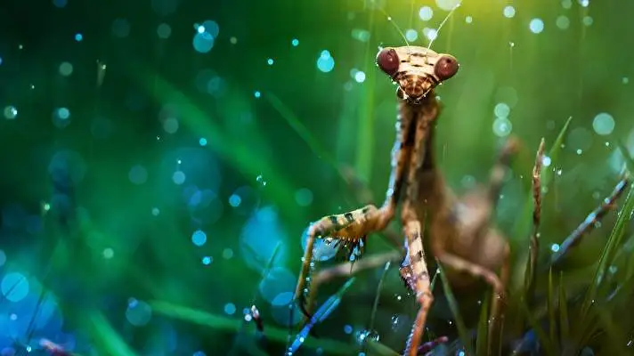 Praying Mantis theme for Windows 11 Slideshow image 4
