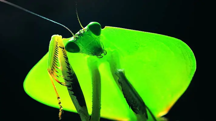 Praying Mantis theme for Windows 11 Slideshow image 5