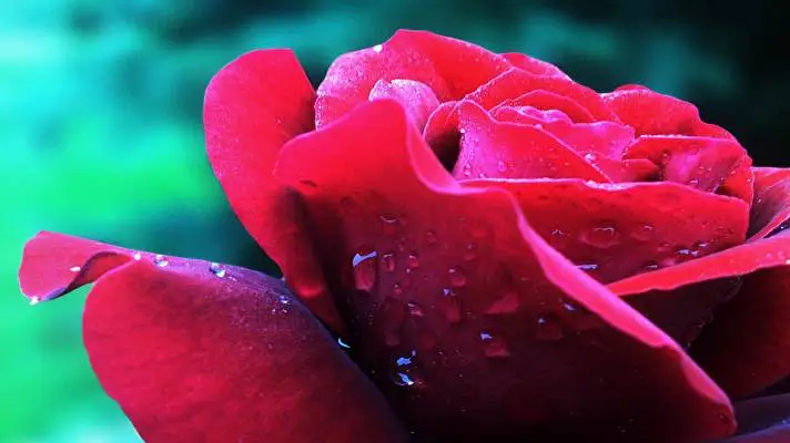 Rose theme for Windows 11 Slideshow image 1