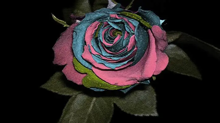 Rose theme for Windows 11 Slideshow image 2