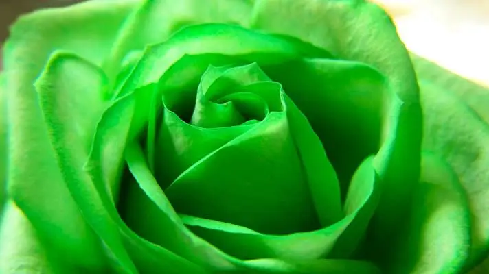 Rose theme for Windows 11 Slideshow image 4