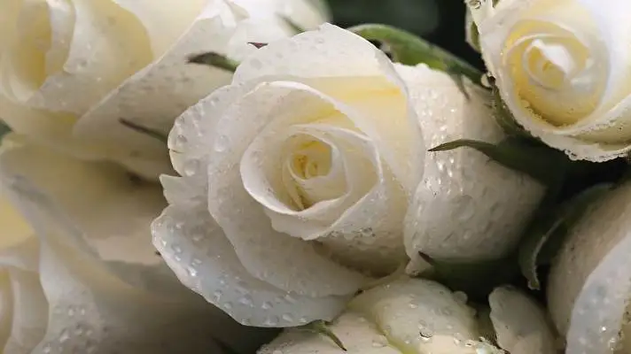 Rose theme for Windows 11 Slideshow image 5