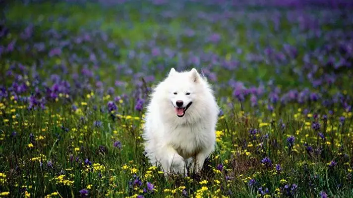 Samoyed Dark theme for Windows 11 Slideshow image 1