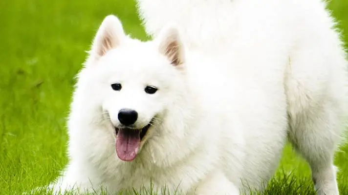 Samoyed Dark theme for Windows 11 Slideshow image 2