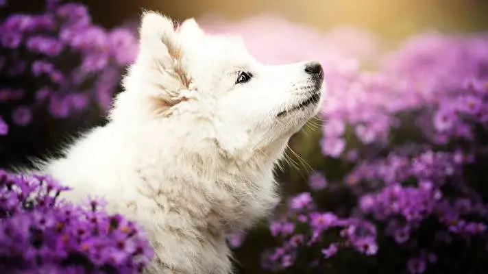 Samoyed Dark theme for Windows 11 Slideshow image 3