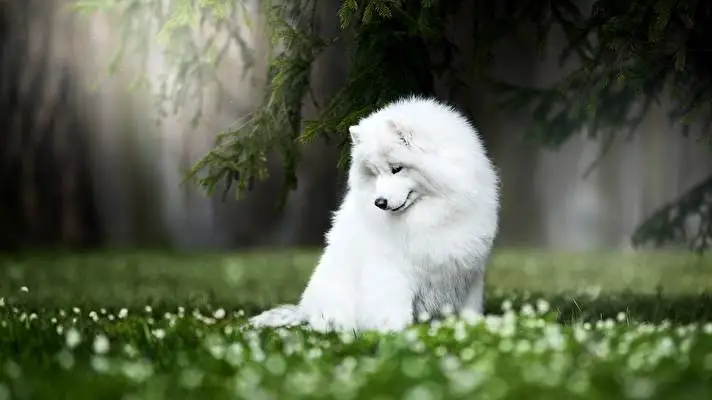 Samoyed Dark theme for Windows 11 Slideshow image 4