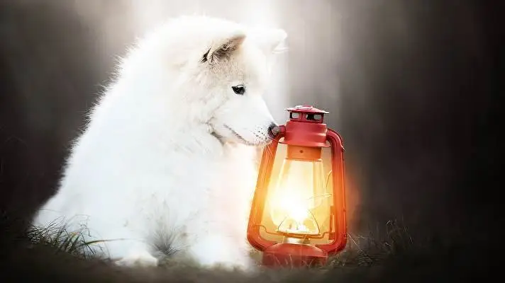 Samoyed Dark theme for Windows 11 Slideshow image 5