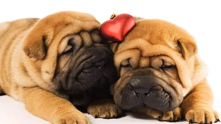 Shar Pei theme for Windows 11 Slideshow image 1