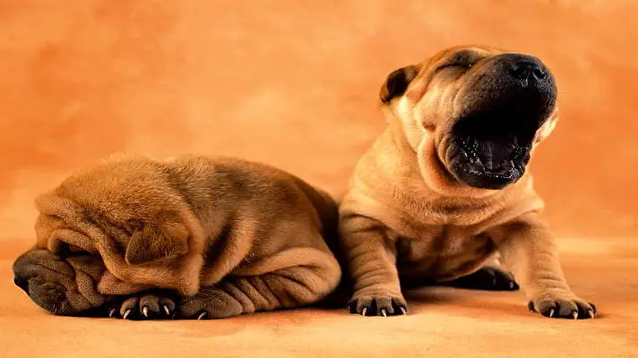 Shar Pei theme for Windows 11 Slideshow image 2