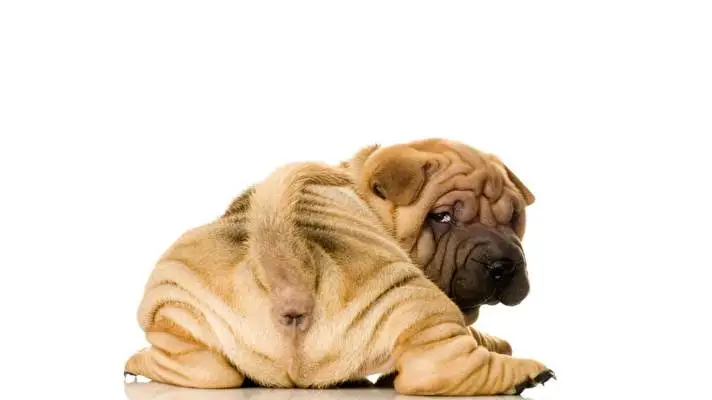 Shar Pei theme for Windows 11 Slideshow image 3