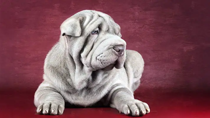Shar Pei theme for Windows 11 Slideshow image 4