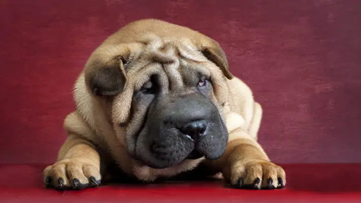 Shar Pei theme for Windows 11 Slideshow image 5