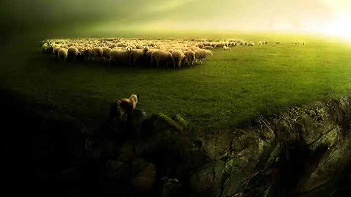 Sheep theme for Windows 11 Slideshow image 2