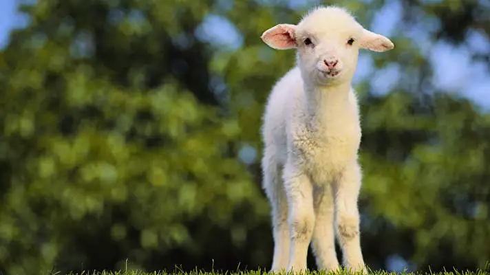 Sheep theme for Windows 11 Slideshow image 3