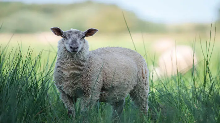 Sheep theme for Windows 11 Slideshow image 5
