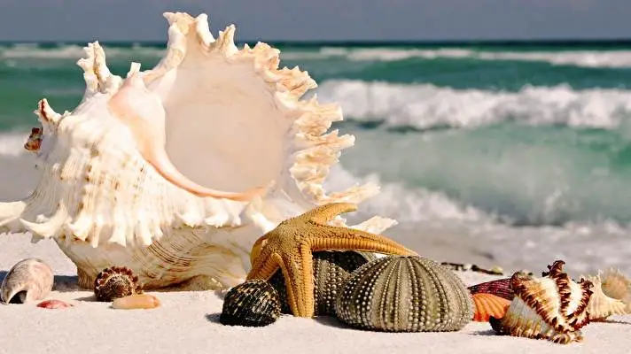 Shell theme for Windows 11 Slideshow image 5