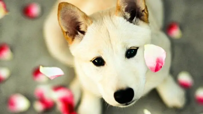 Shiba Inu theme for Windows 11 Slideshow image 1