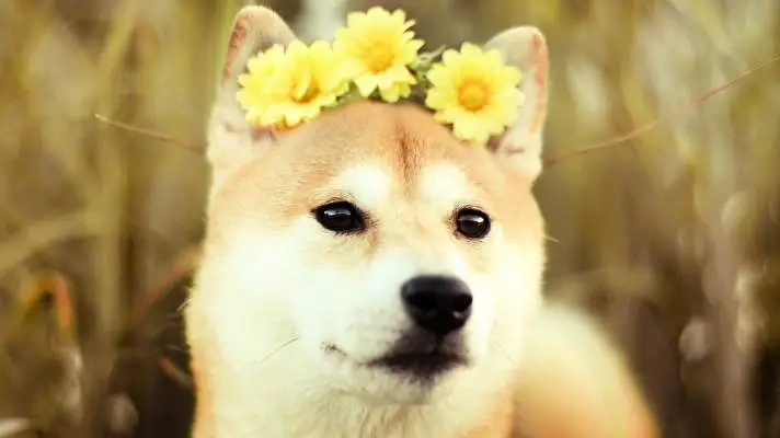 Shiba Inu theme for Windows 11 Slideshow image 2