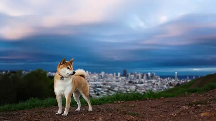 Shiba Inu theme for Windows 11 Slideshow image 3