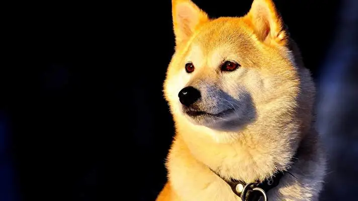 Shiba Inu theme for Windows 11 Slideshow image 4