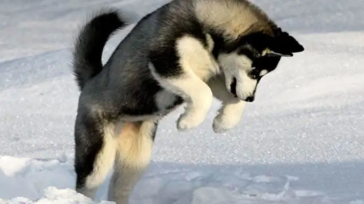 Siberian Husky theme for Windows 11 Slideshow image 1