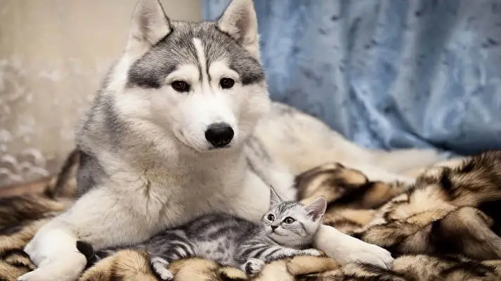 Siberian Husky theme for Windows 11 Slideshow image 2