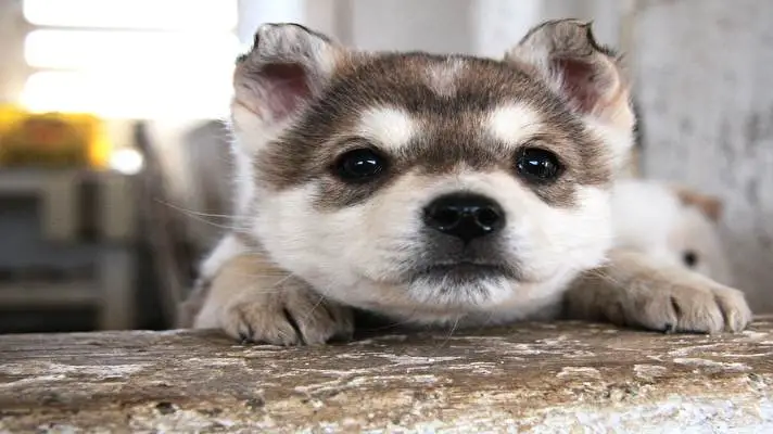 Siberian Husky theme for Windows 11 Slideshow image 4