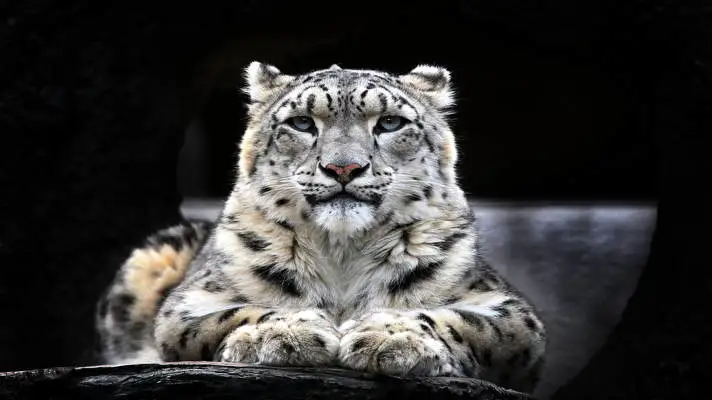Snow Leopard theme for Windows 11 Slideshow image 1