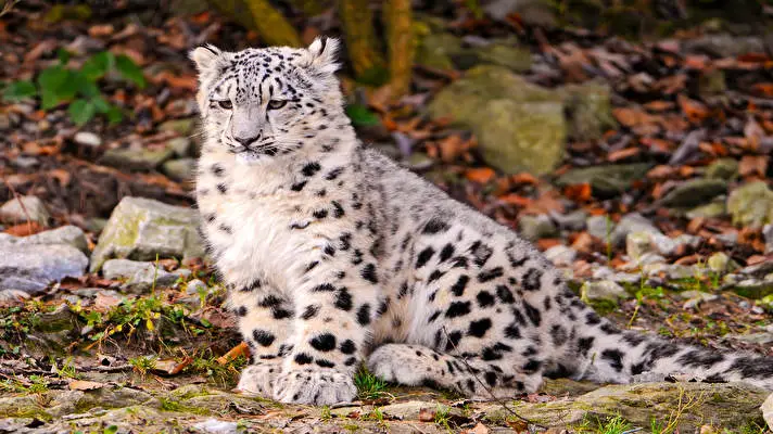 Snow Leopard theme for Windows 11 Slideshow image 2