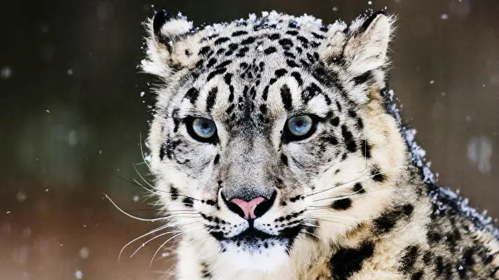 Snow Leopard theme for Windows 11 Slideshow image 3