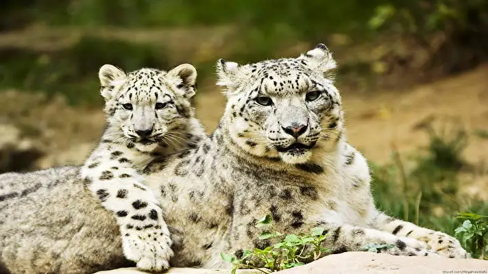 Snow Leopard theme for Windows 11 Slideshow image 4