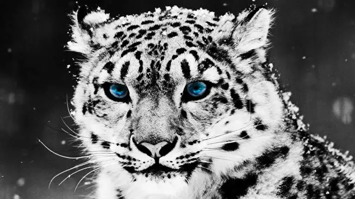 Snow Leopard theme for Windows 11 Slideshow image 5