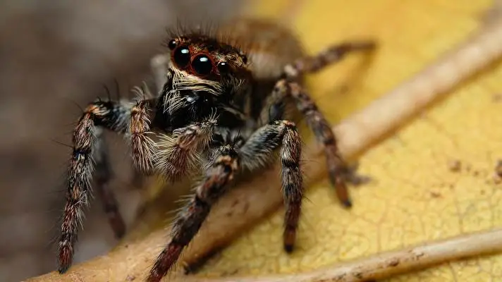 Spider theme for Windows 11 Slideshow image 1