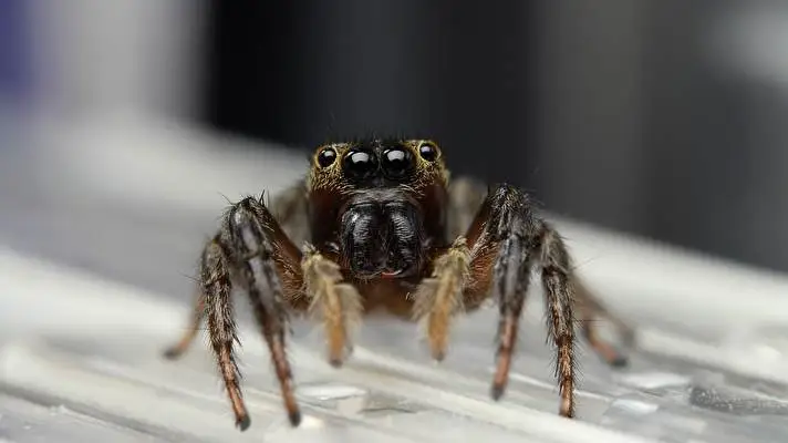 Spider theme for Windows 11 Slideshow image 2