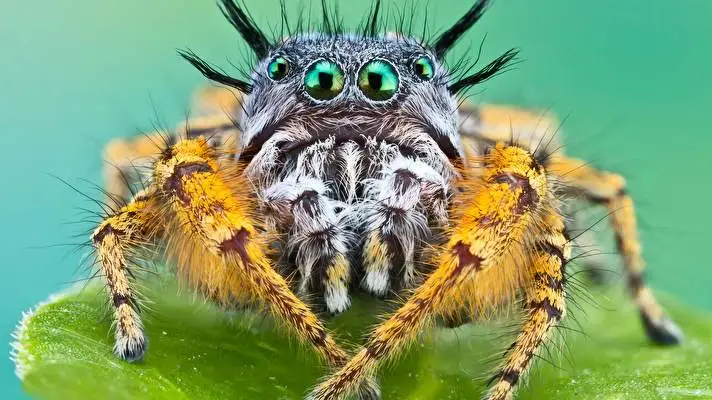 Spider theme for Windows 11 Slideshow image 3