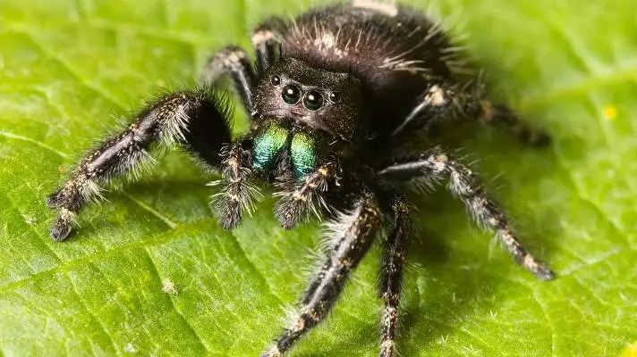 Spider theme for Windows 11 Slideshow image 4