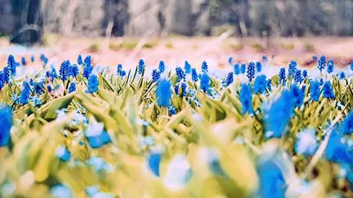 Spring theme for Windows 11 Slideshow image 5