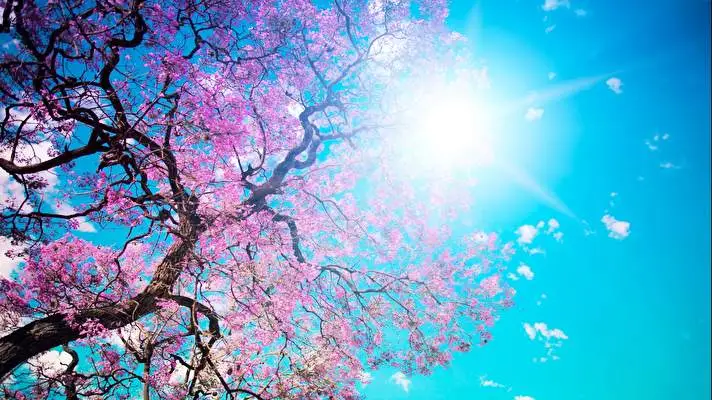 Spring Dark theme for Windows 11 Slideshow image 2