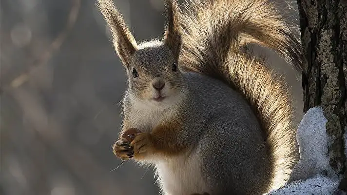 Squirrel theme for Windows 11 Slideshow image 1