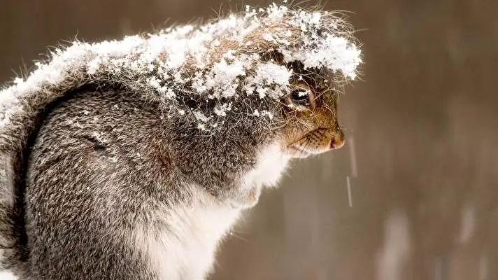 Squirrel theme for Windows 11 Slideshow image 2