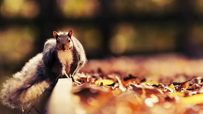 Squirrel theme for Windows 11 Slideshow image 3