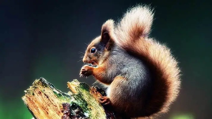 Squirrel theme for Windows 11 Slideshow image 4
