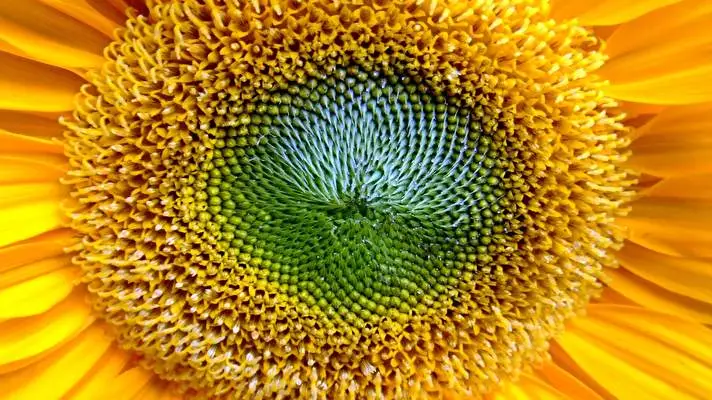 Sunflower theme for Windows 11 Slideshow image 1
