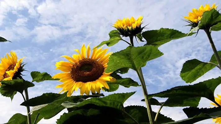 Sunflower theme for Windows 11 Slideshow image 2
